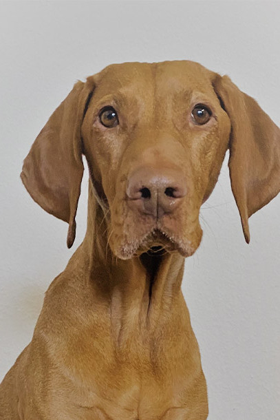 Sandfarbener (dunkles biege) Hund mit langen Schlappohren - Basha